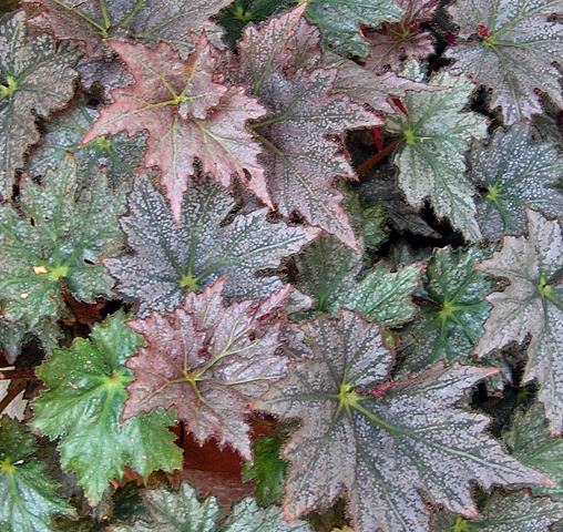 B. ‘Flamboyant’